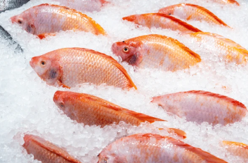Red Whole Tilapia  - Frozen