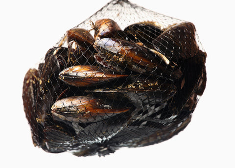 MUSSELS PEI 5 LB – FRESH